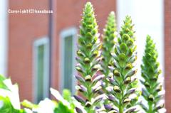 薔薇園にて他の植物