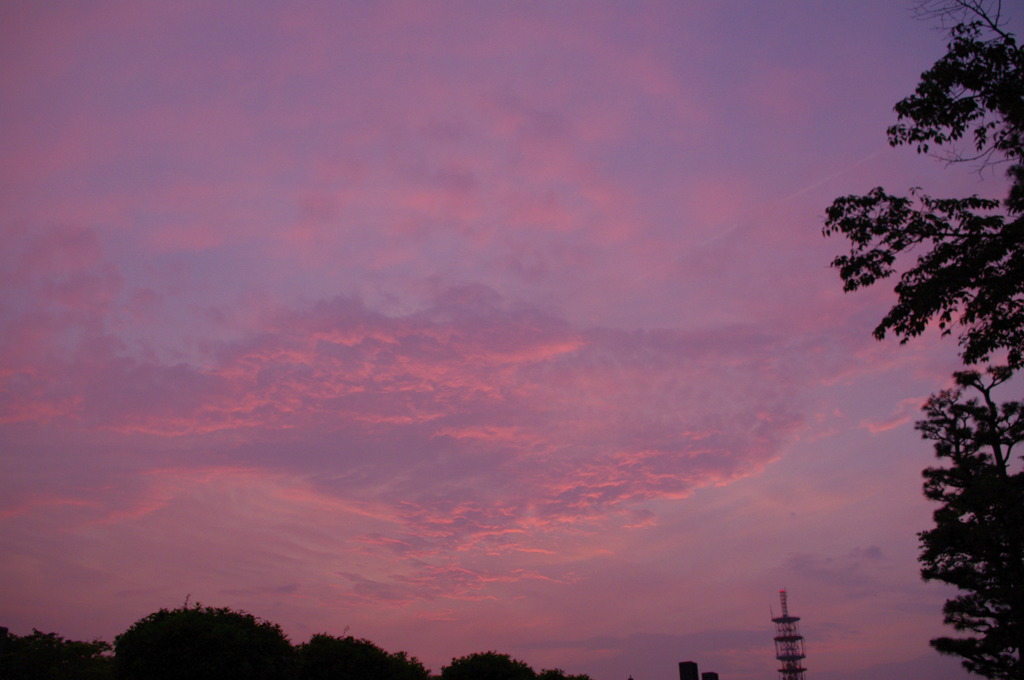 CHO_9375