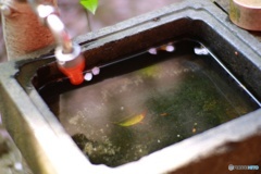 Pの手水舎その3