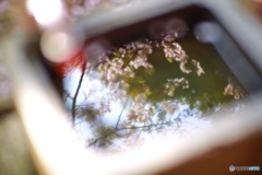 Pの手水舎その2