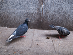 新宿の鳩