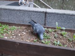 新宿の鳩