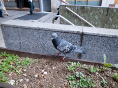 新宿の鳩