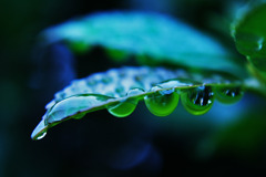梅雨の宝石