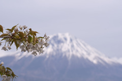 富士桜