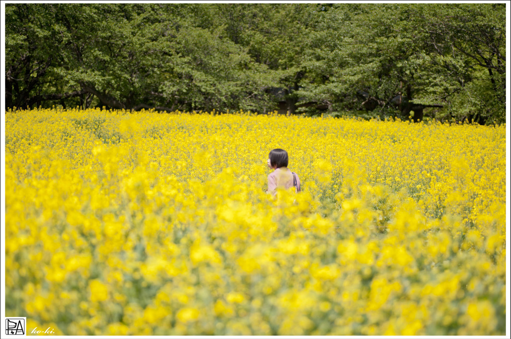 金色の野