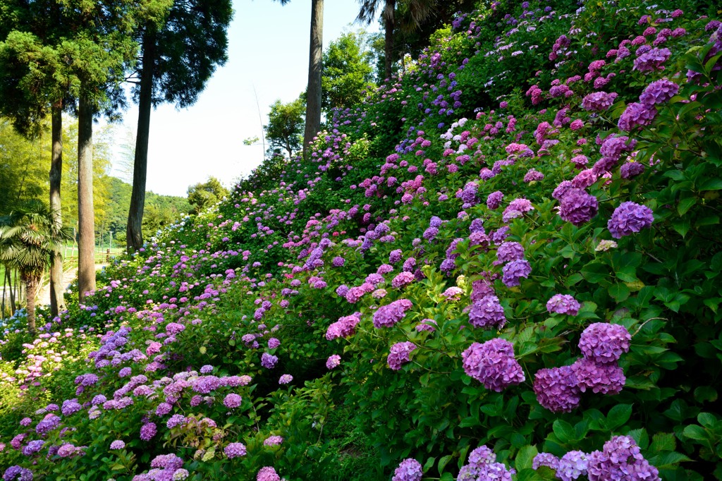 DSC_1192