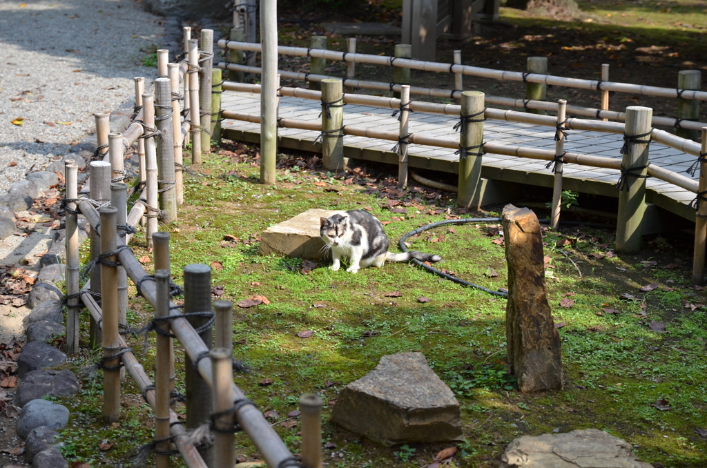 やぶにらみ