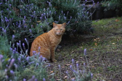 ラベンダーと猫