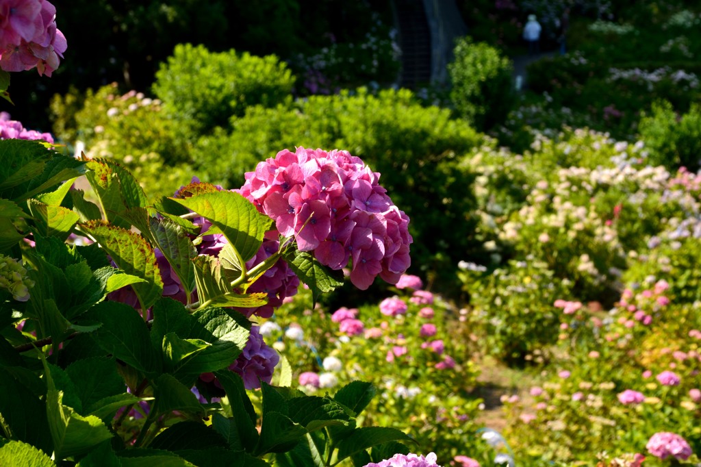 DSC_1202