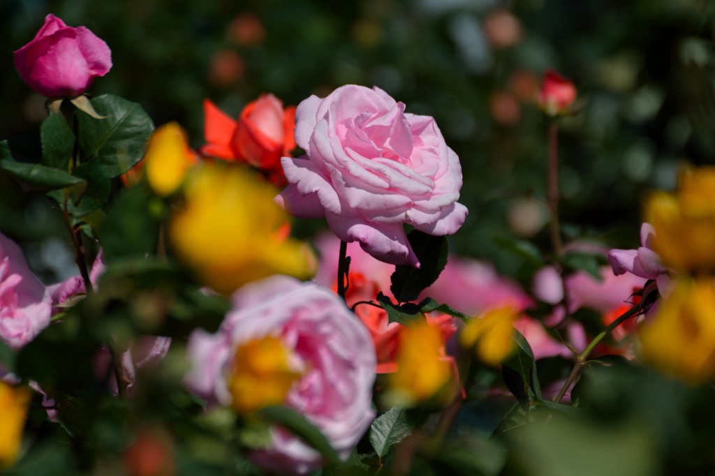DSC_1078