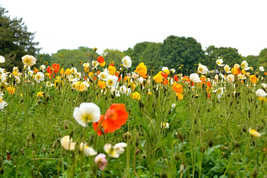 DSC_0881