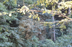 廃墟