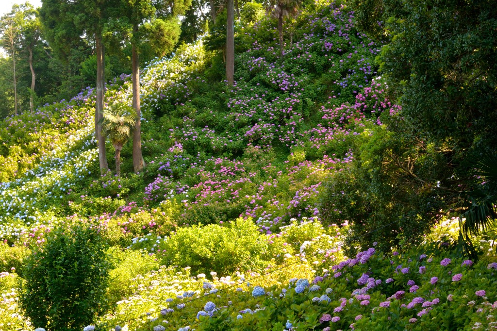 DSC_1247