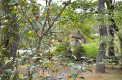 初秋２