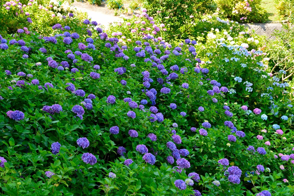 DSC_1212