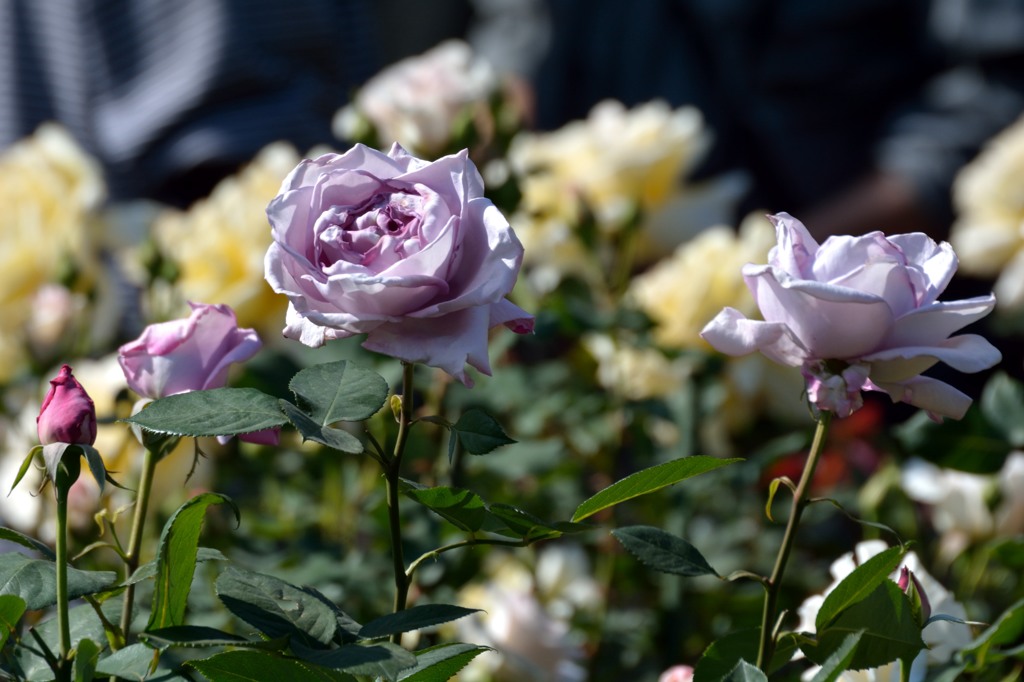 DSC_1143