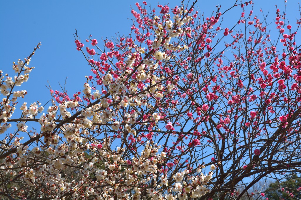 DSC_0827