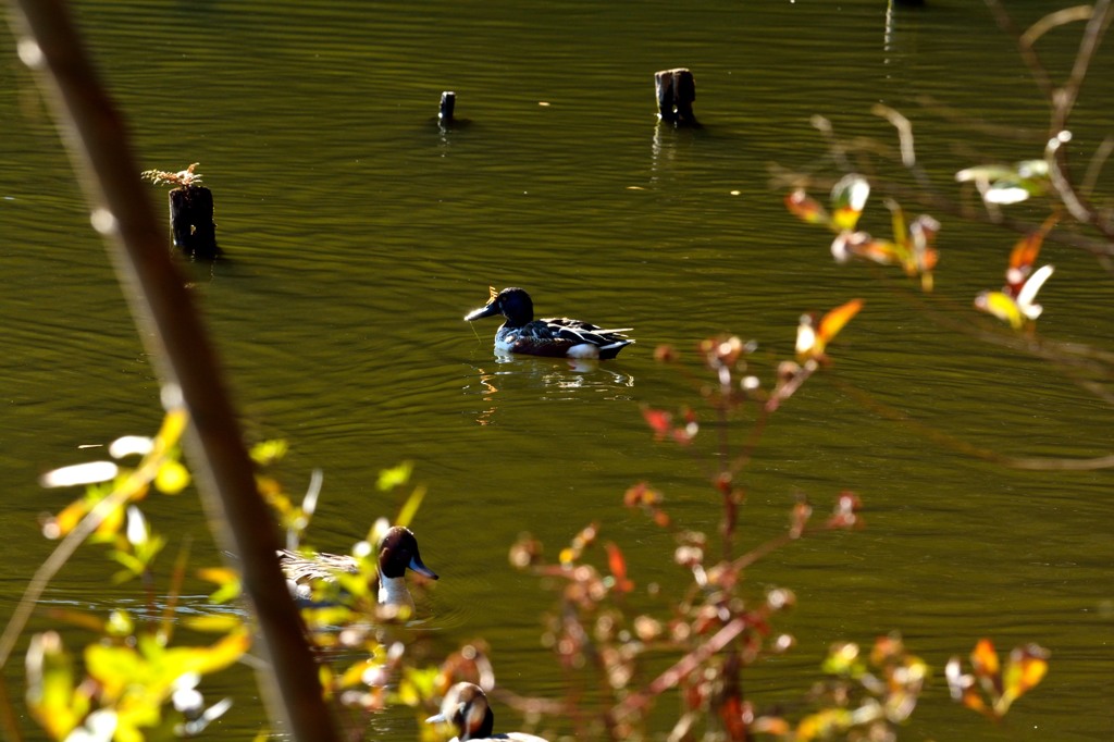 DSC_0421
