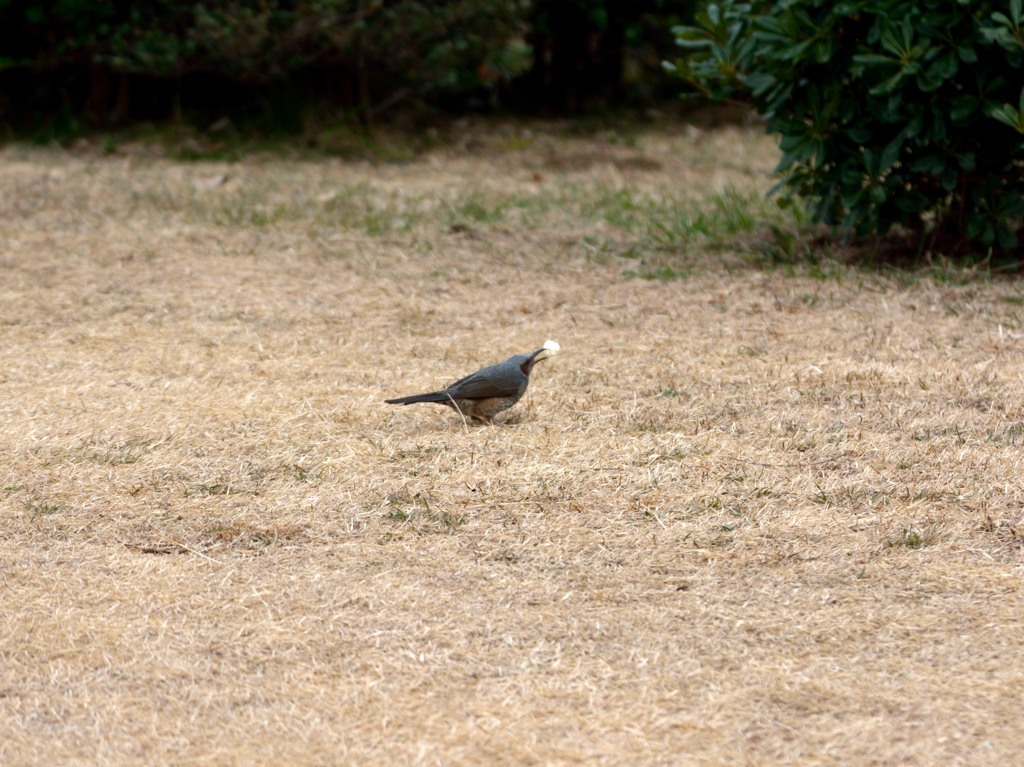 DSC_0753