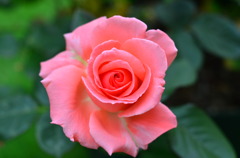 Rose (America)