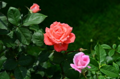 Rose (America)