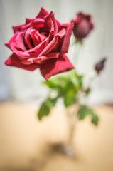薔薇