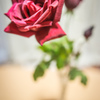 薔薇