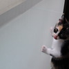 ぺろり。