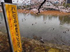 鳩ピンチ