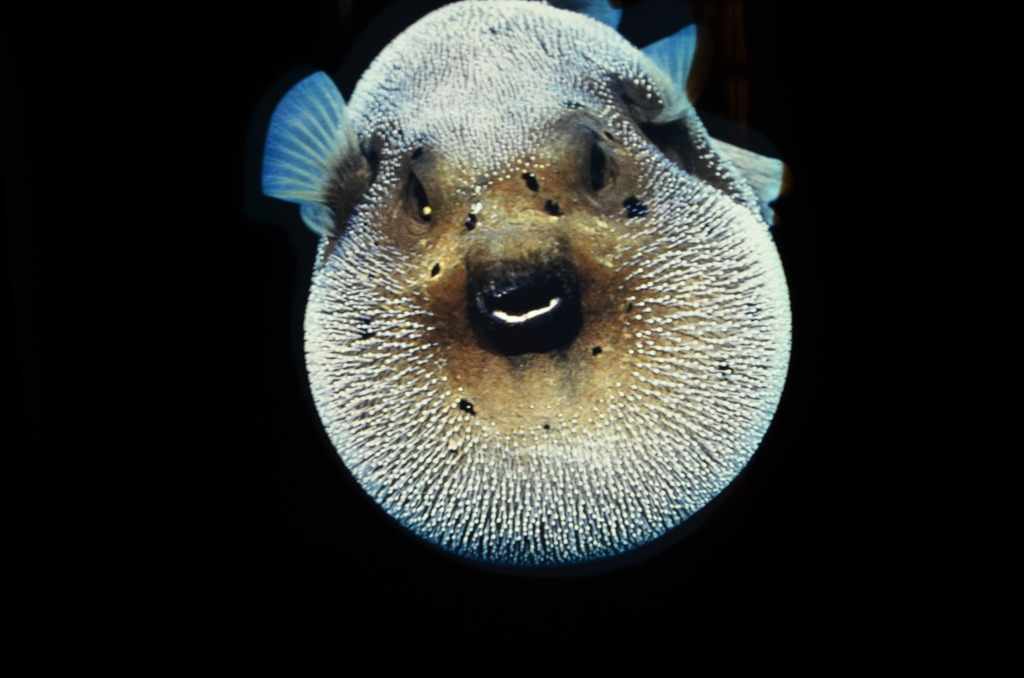 ちゅら海水族館