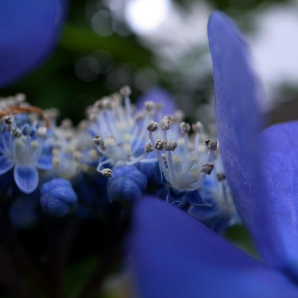 蒼い夢