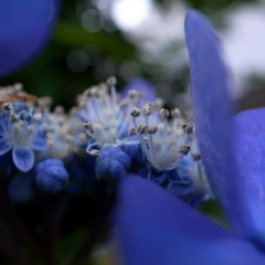 蒼い夢