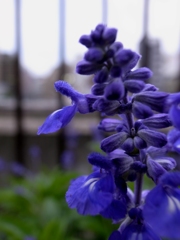 蒼