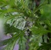 水晶宮の主