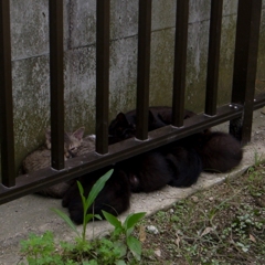 おしくらまんじゅう