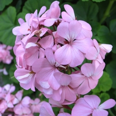 雨待つ花