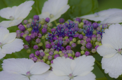 紫陽花⑤