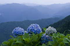 高野山の紫陽花②