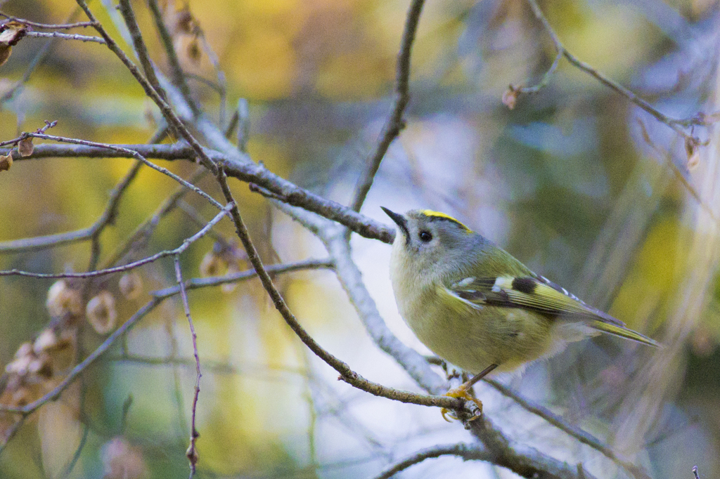 冬の鳥_キクイタダキ