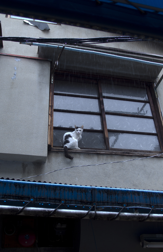 雨宿り