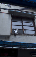 雨宿り