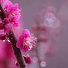 梅