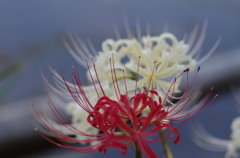 紅白