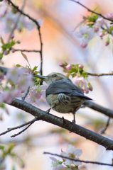 南港野鳥園１