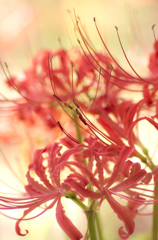 Lycoris radiata