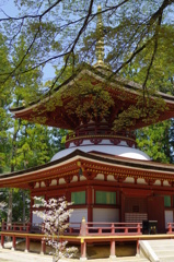 高野山④