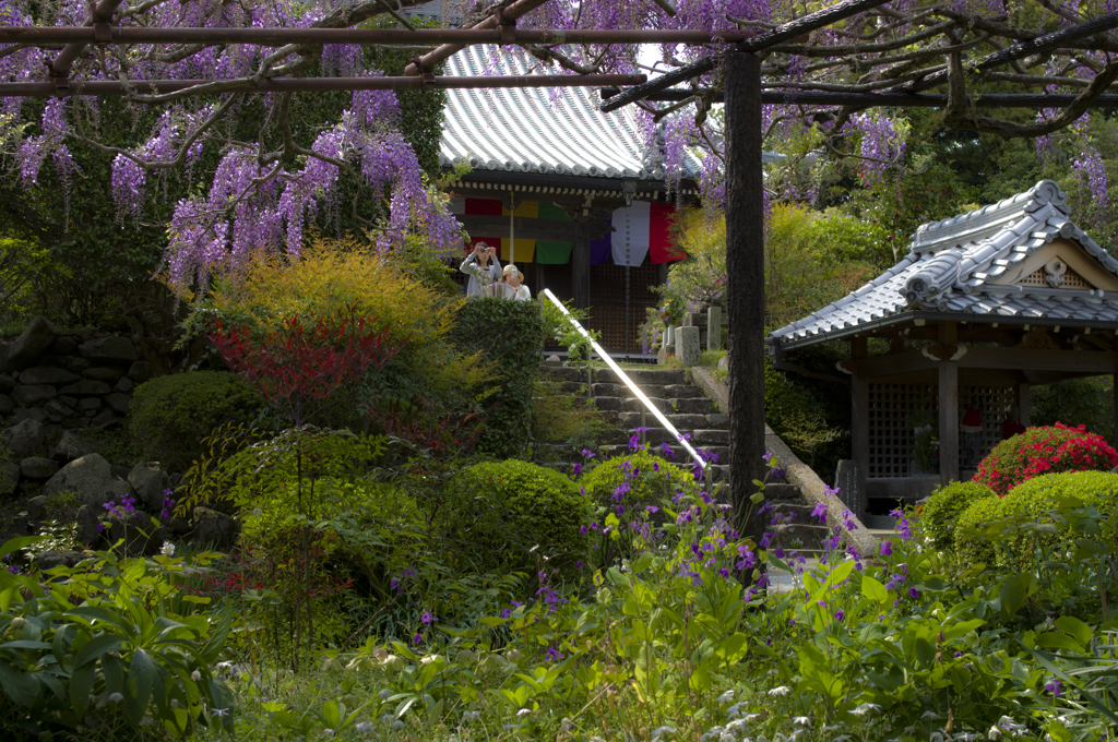 関西花の寺　第二十四番