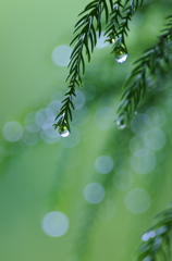 雨