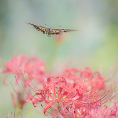 Dance on Lycoris